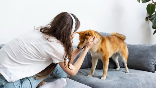 Understanding and Managing Dog Aggression