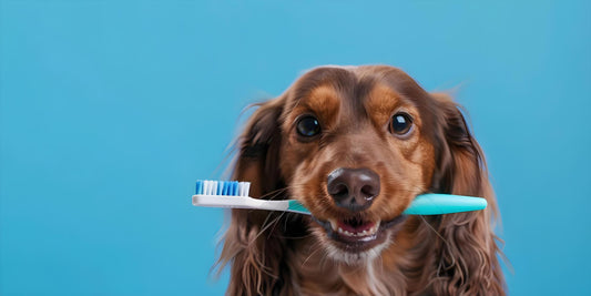 Why Dental Care Is So Important for Pets: A Healthy Smile, A Happy Pet