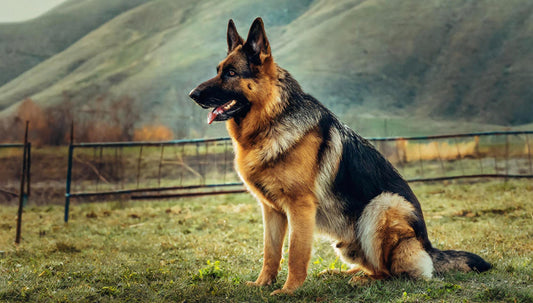 Everything You Need to Know About German Shepherds: The Ultimate Guide