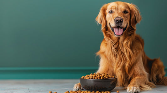 The Picky Eater Plight: Cracking the Code to Your Pet's Happy Tummy (and Heart)